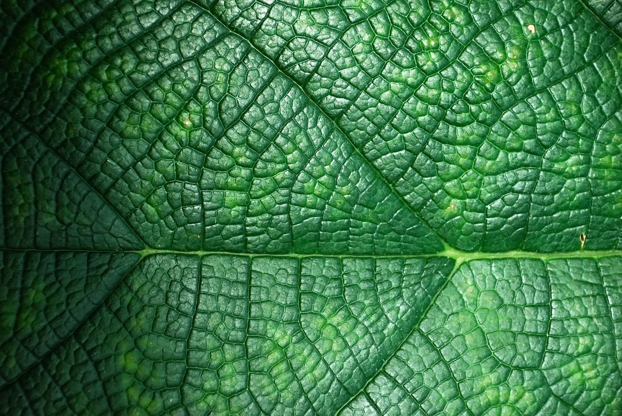 entdecken sie umweltfreundliche reinigungsmittel, die effektiv schmutz entfernen und gleichzeitig die natur schonen. unsere nachhaltigen produkte bieten eine saubere lösung für ihr zuhause.
