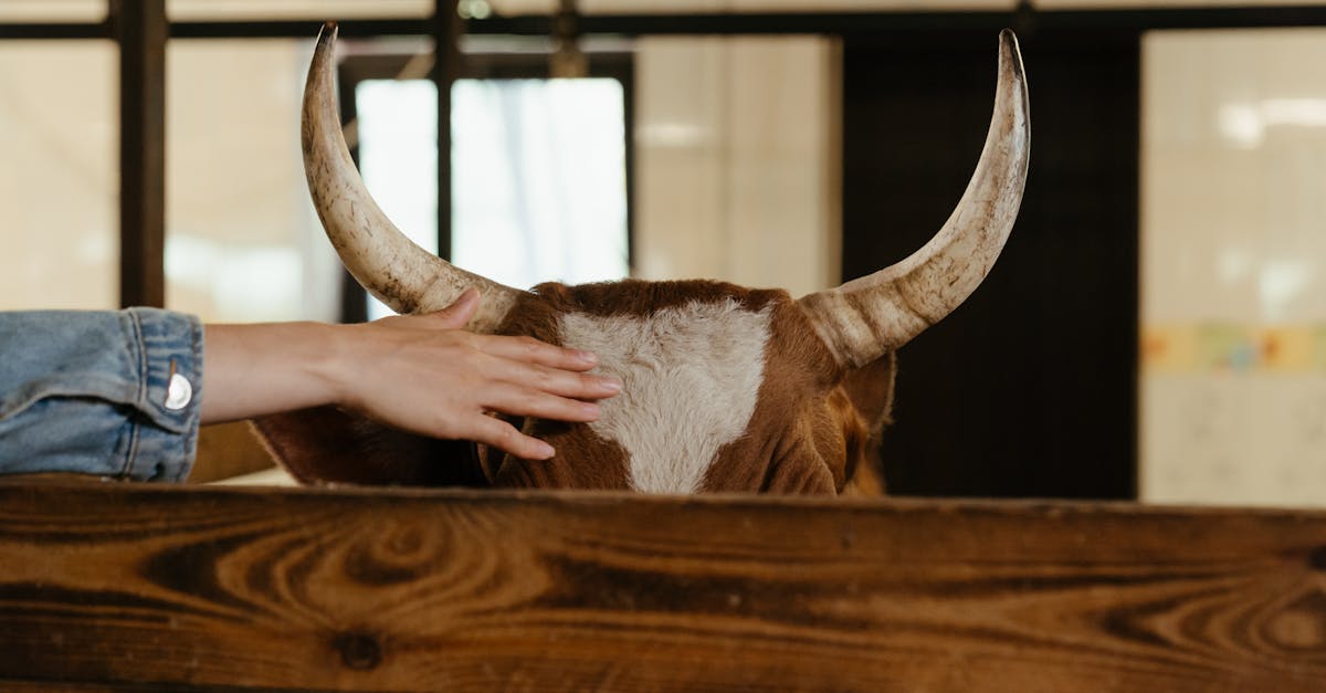 entdecken sie, wie sie ihre stofftiere richtig pflegen können! unser leitfaden gibt nützliche tipps zur reinigung, aufbewahrung und reparatur, damit ihre kuscheligen freunde immer in bestem zustand bleiben.