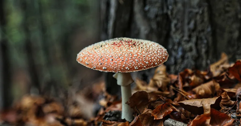 Spandauer Forst Fotos und Tiere: was Sie wirklich zu sehen bekommen