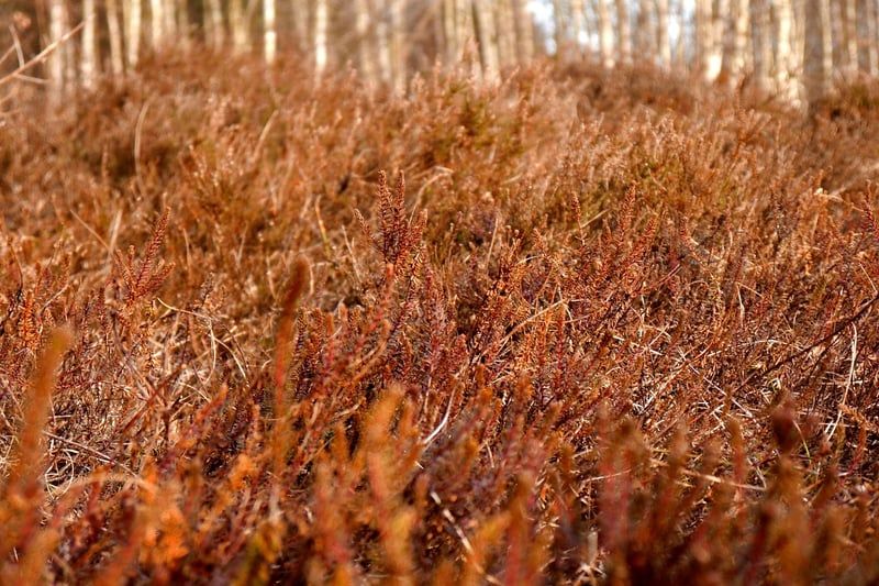 Wangerland Sehenswürdigkeiten: Die 12 schönsten Highlights