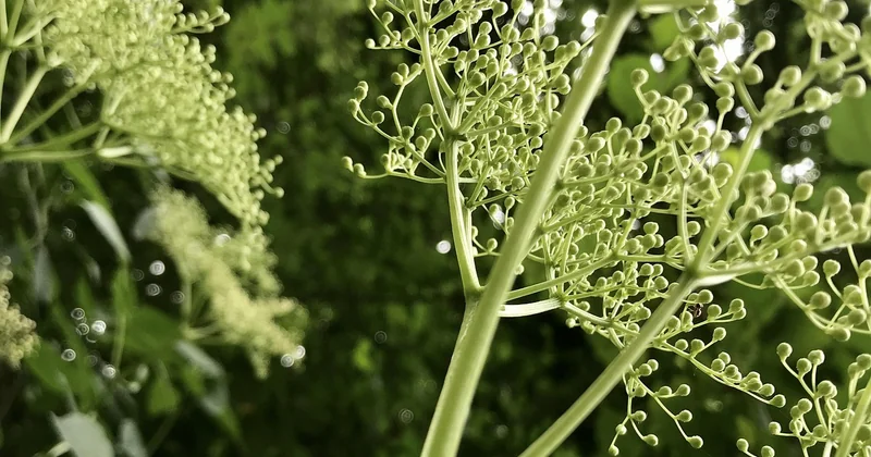 RSV erkennen – oder doch nur eine Erkältung?