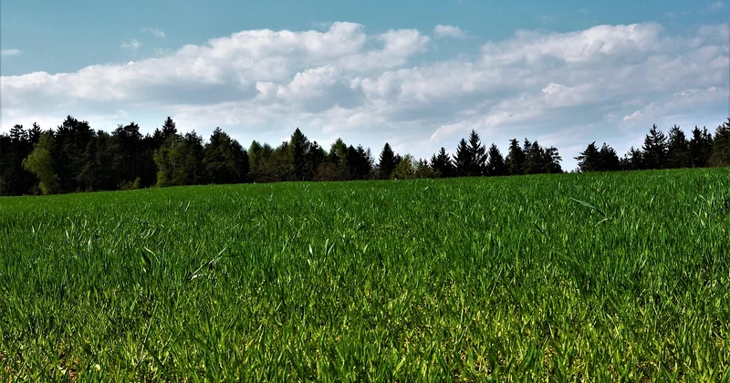 Zwischen Verwaltung und Wirklichkeit: was den Wald prägt
