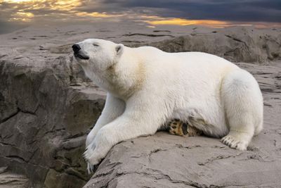 Was sind die wichtigsten Fakten über Bären in der Natur?