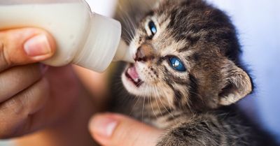 Pet Care: So reinigen Sie Kuscheltiere sicher für Ihre Haustiere