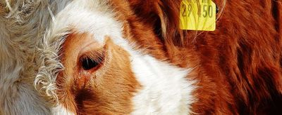 Wie können Tierfreunde 2025 einen positiven Einfluss auf den Tierschutz ausüben?