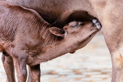 Pflege von Kuscheltieren: Anleitung für Sammler und Liebhaber