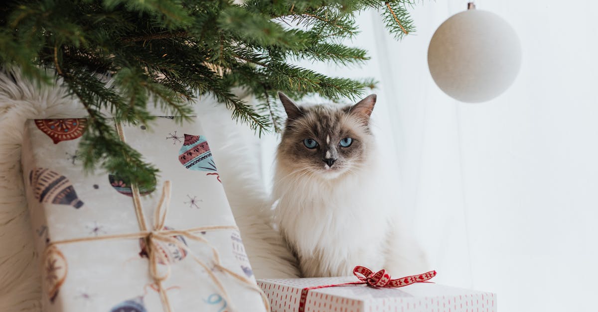 entdecken sie eine bezaubernde auswahl an plüschtiergeschenken, die herzen erwärmen! perfekt für jeden anlass, bringen diese kuscheligen begleiter freude und trost. jetzt stöbern und das ideale geschenk finden!