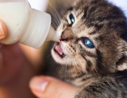 entdecken sie umfassende tipps und ratschläge zur tierpflege für ihre geliebten haustiere. von ernährung über gesundheit bis hin zu spielzeug – alles, was sie brauchen, um das wohlbefinden ihres vierbeiners zu gewährleisten.