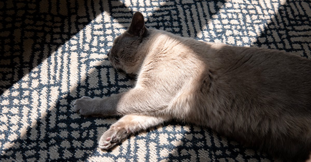 entdecken sie erstklassige pflegeprodukte für ihr haustier. unser angebot umfasst alles, was sie für das wohlbefinden ihres hundes oder ihrer katze benötigen. von hochwertigem futter bis hin zu nützlichem zubehör – geben sie ihrem liebling nur das beste!
