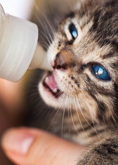 entdecken sie umfassende tipps und ratschläge zur tierpflege für ihre geliebten haustiere. von ernährung über gesundheit bis hin zu spielzeug – alles, was sie brauchen, um das wohlbefinden ihres vierbeiners zu gewährleisten.