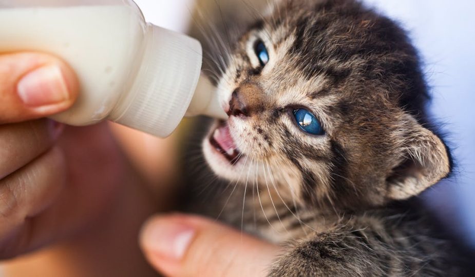entdecken sie umfassende tipps und ratschläge zur tierpflege für ihre geliebten haustiere. von ernährung über gesundheit bis hin zu spielzeug – alles, was sie brauchen, um das wohlbefinden ihres vierbeiners zu gewährleisten.