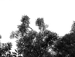 a black and white photo of some trees