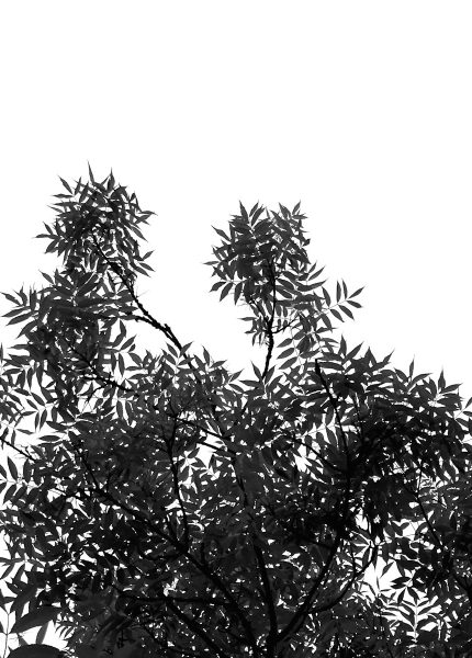a black and white photo of some trees