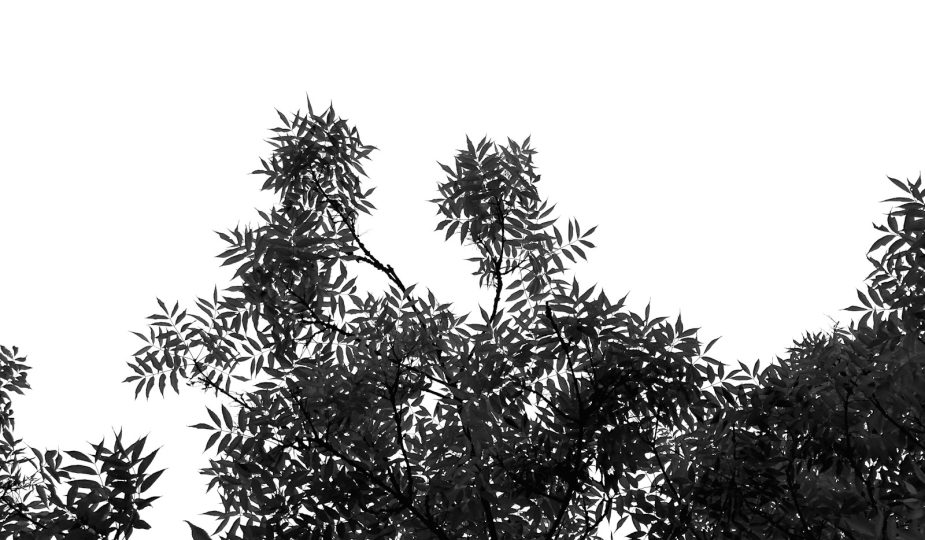 a black and white photo of some trees